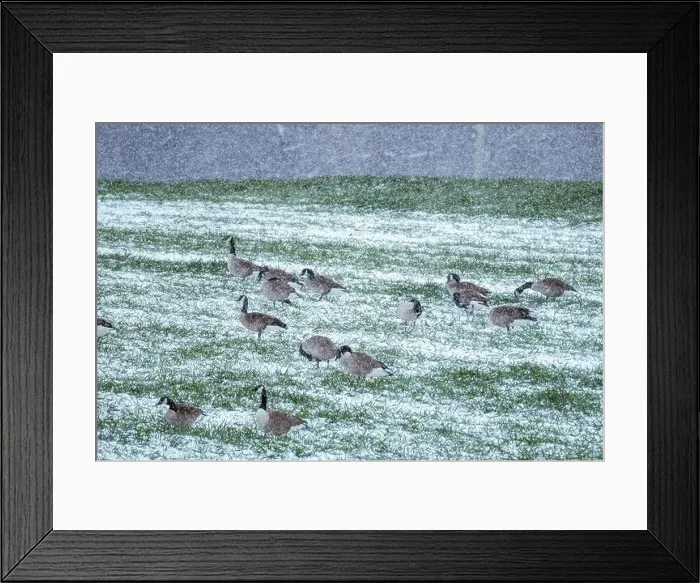 Framed Print : A gaggle of Canada Geese that decided not to fly south for the winter. Raleigh, North Carolina Framed Print : A gaggle of Canada Geese that decided not to fly south for the winter. Raleigh, North Carolina
