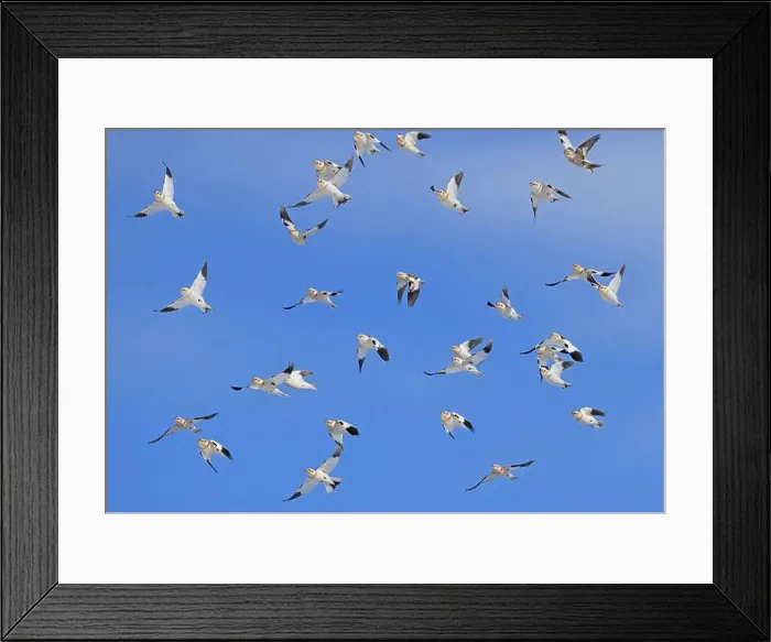 Framed Print : Snow bunting flying on a blue sky in Quebec, Canada Framed Print : Snow bunting flying on a blue sky in Quebec, Canada