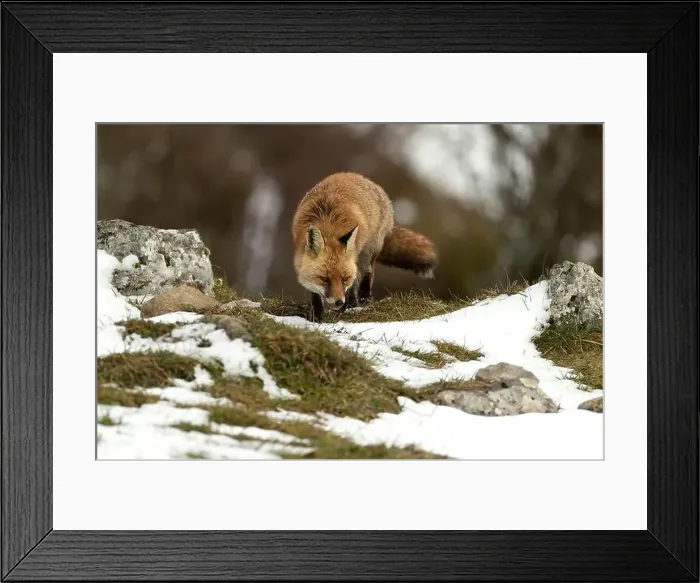Framed Print : Red fox in a high mountain area on a very snowy day with the last light of a cold winter day Framed Print : Red fox in a high mountain area on a very snowy day with the last light of a cold winter day