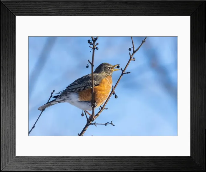 Framed Print : American robin (Turdus migratorius) in winter Framed Print : American robin (Turdus migratorius) in winter