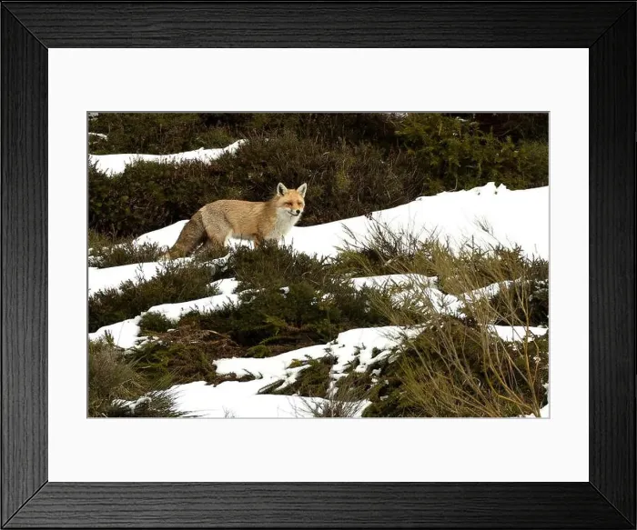 Framed Print : Red fox in a high mountain area on a very snowy day with the last light of a cold winter day Framed Print : Red fox in a high mountain area on a very snowy day with the last light of a cold winter day
