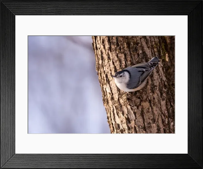 Framed Print : A White-breasted nuthatch (Sitta carolinensis) Framed Print : A White-breasted nuthatch (Sitta carolinensis)