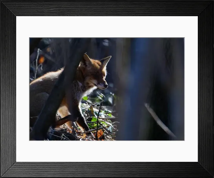 Framed Print : A Fox between the trees bading in the sun. (Vulpes vulpes, Omnivorous mammals, familiy Canidae) Framed Print : A Fox between the trees bading in the sun. (Vulpes vulpes, Omnivorous mammals, familiy Canidae)