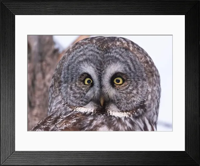 Framed Print : The great grey owl (Strix nebulosa) in winter Framed Print : The great grey owl (Strix nebulosa) in winter