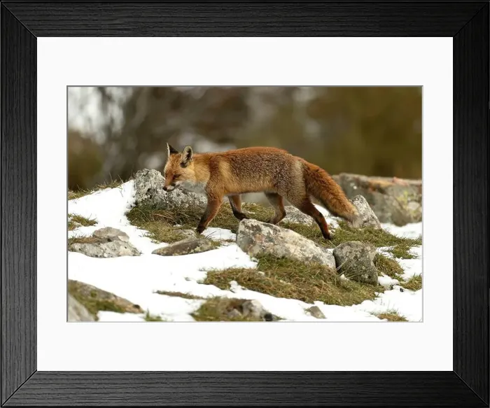Framed Print : Red fox in a high mountain area on a very snowy day with the last light of a cold winter day Framed Print : Red fox in a high mountain area on a very snowy day with the last light of a cold winter day
