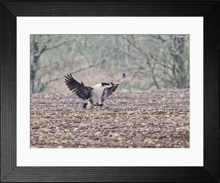 Framed Print : Goose Canada (Branta canadensis), coming in to land on ploughed field, Dumfries, SW Scotland Framed Print : Goose Canada (Branta canadensis), coming in to land on ploughed field, Dumfries, SW Scotland
