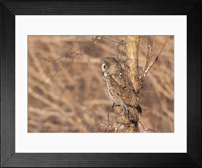 Framed Print : The great grey owl (Strix nebulosa) in winter Framed Print : The great grey owl (Strix nebulosa) in winter