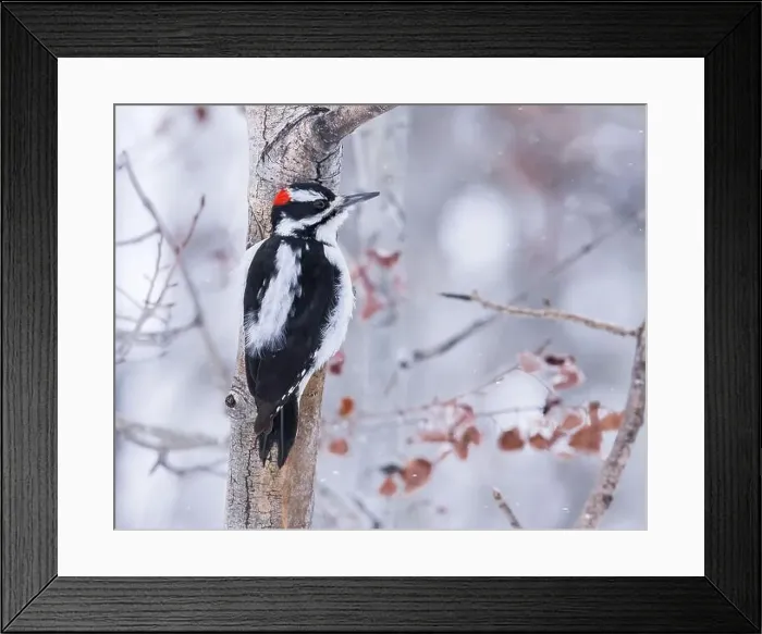 Framed Print : A Hairy Woodpecker clings to an aspen tree Framed Print : A Hairy Woodpecker clings to an aspen tree