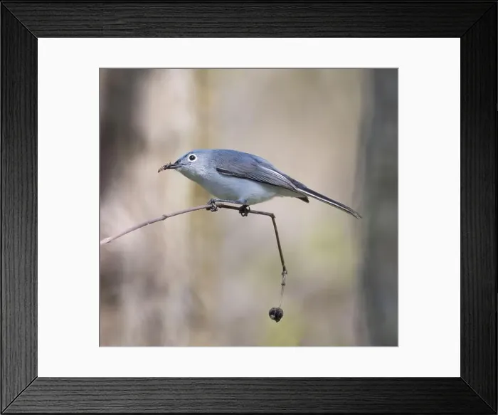 Framed Print : Male Blue-gray Gnatcatcher in a forest in spring Framed Print : Male Blue-gray Gnatcatcher in a forest in spring
