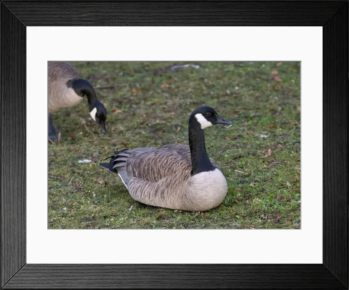 Framed Print : A Canada goose (Branta canadensis) relaxing on the lawn in Golden Gardens Park in Seattle Framed Print : A Canada goose (Branta canadensis) relaxing on the lawn in Golden Gardens Park in Seattle
