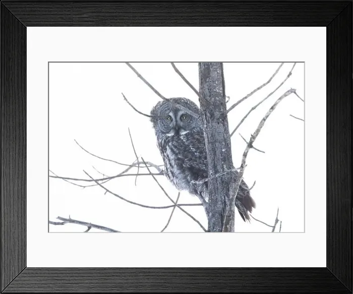 Framed Print : The great grey owl (Strix nebulosa) in winter Framed Print : The great grey owl (Strix nebulosa) in winter