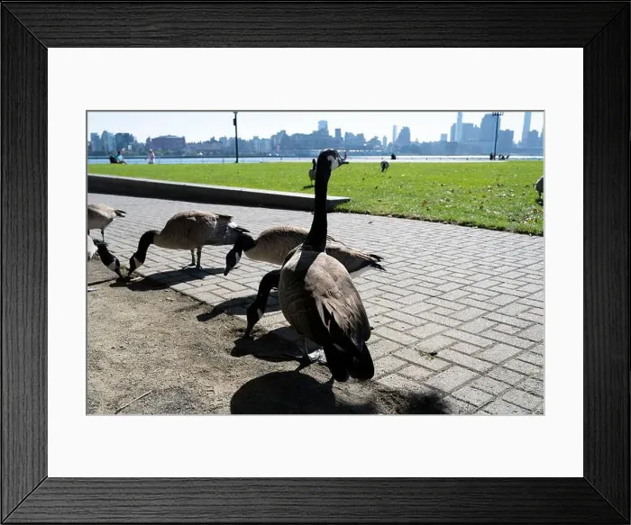 Framed Print : Canada geese in Pier A Park, Hoboken, New Jersey, Manhattan skyline in background Framed Print : Canada geese in Pier A Park, Hoboken, New Jersey, Manhattan skyline in background