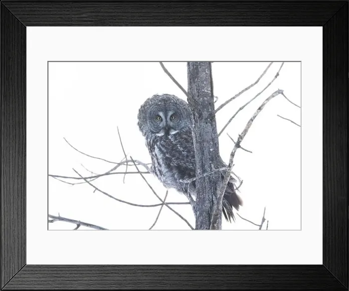Framed Print : The great grey owl (Strix nebulosa) in winter Framed Print : The great grey owl (Strix nebulosa) in winter