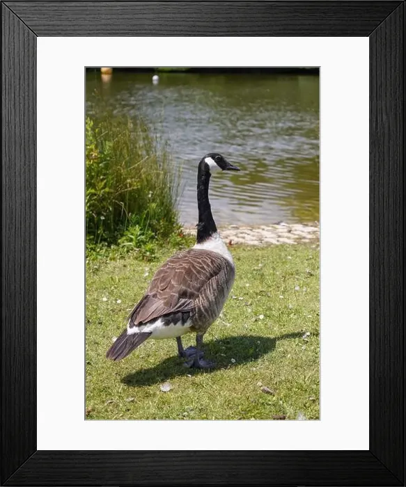 Framed Print : A Canada goose standing beside lake in the UK. Migrating water bird in summer Framed Print : A Canada goose standing beside lake in the UK. Migrating water bird in summer