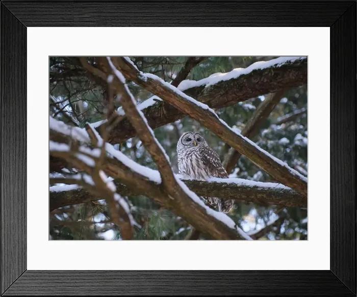 Framed Print : A Barred Owl is perched on a pine tree branch covered in snow Framed Print : A Barred Owl is perched on a pine tree branch covered in snow