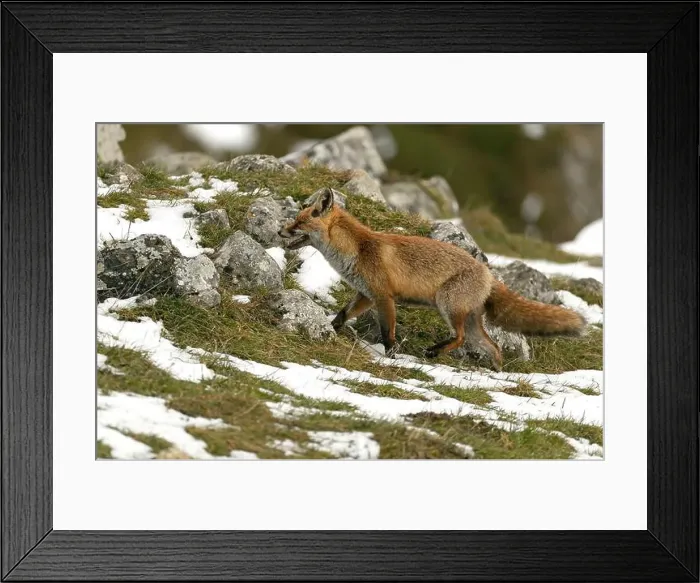 Framed Print : Red fox in a high mountain area on a very snowy day with the last light of a cold winter day Framed Print : Red fox in a high mountain area on a very snowy day with the last light of a cold winter day