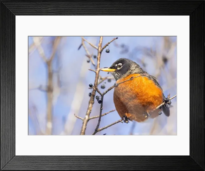 Framed Print : American robin (Turdus migratorius) in winter Framed Print : American robin (Turdus migratorius) in winter