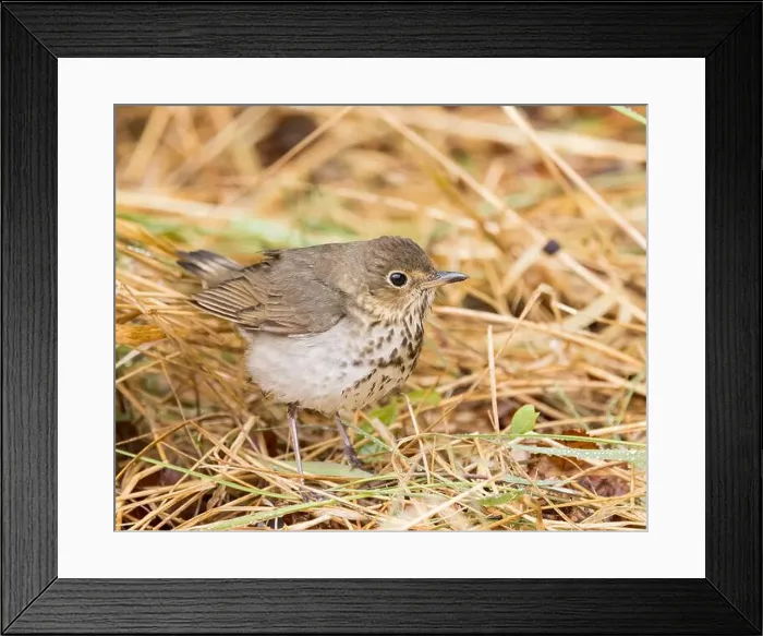 Framed Print : A Swainson's Thrush in Northern Saskatchewan Framed Print : A Swainson's Thrush in Northern Saskatchewan