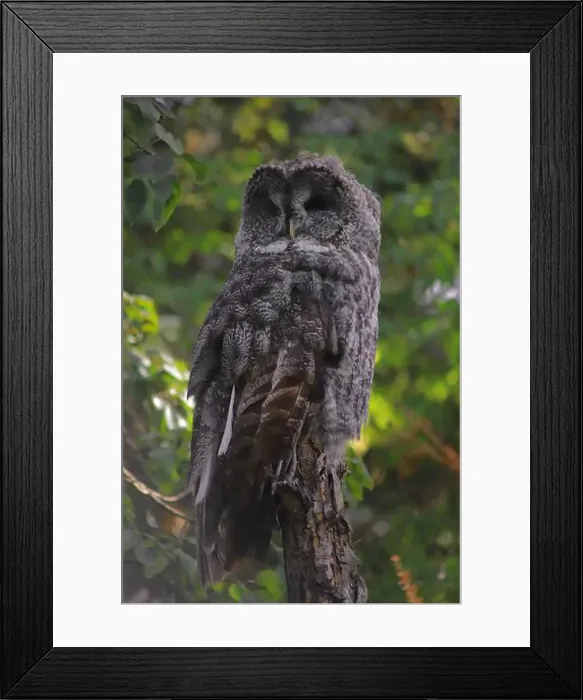 Framed Print : Here's a great grey owl that I saw at the Calgary Zoo Framed Print : Here's a great grey owl that I saw at the Calgary Zoo
