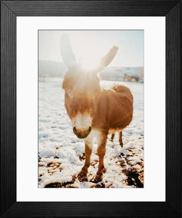 Framed Print : Backlit close-up of a miniature brown donkey standing in a snowy field in winter, Canada