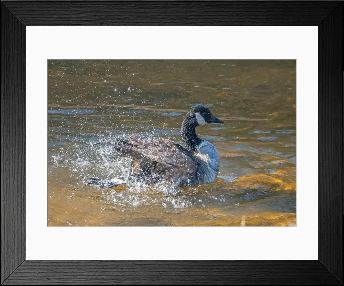 Framed Print : Closeup of a single Canada goose splashing in shallow water Framed Print : Closeup of a single Canada goose splashing in shallow water