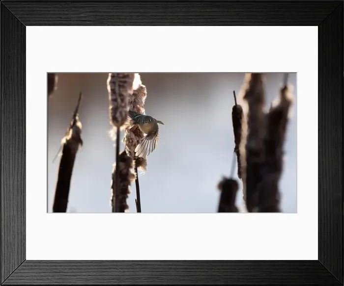 Framed Print : A ruby crowned kinglet Regulus calendula flies among cattails in a north american marsh looking for food Framed Print : A ruby crowned kinglet Regulus calendula flies among cattails in a north american marsh looking for food