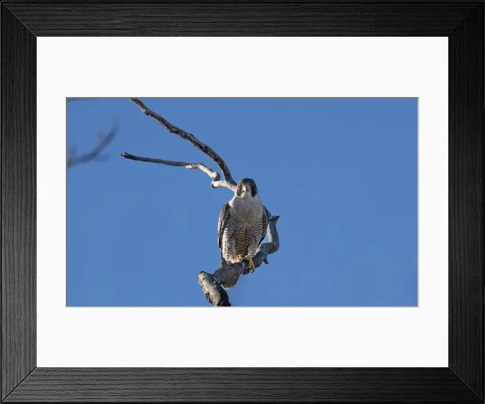 Framed Print : A peregrine falcon Falco peregrinus perches in a tree in Canada after eating a bird it caught Framed Print : A peregrine falcon Falco peregrinus perches in a tree in Canada after eating a bird it caught