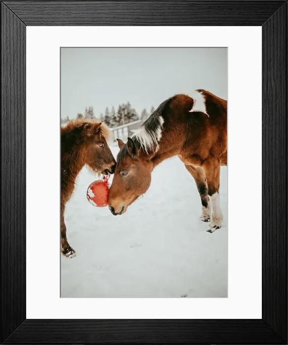 Framed Print : A large and a small brown horse standing face to face in a field playing with a red ball, Canada Framed Print : A large and a small brown horse standing face to face in a field playing with a red ball, Canada
