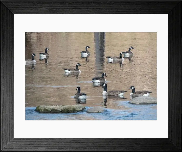 Framed Print : A flock of Canada geese swim in calm water Framed Print : A flock of Canada geese swim in calm water