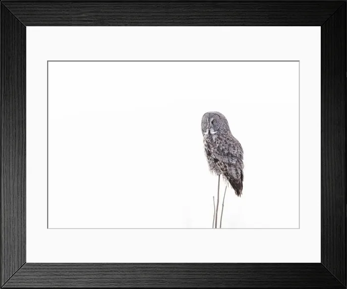 Framed Print : The great grey owl (Strix nebulosa) in winter Framed Print : The great grey owl (Strix nebulosa) in winter