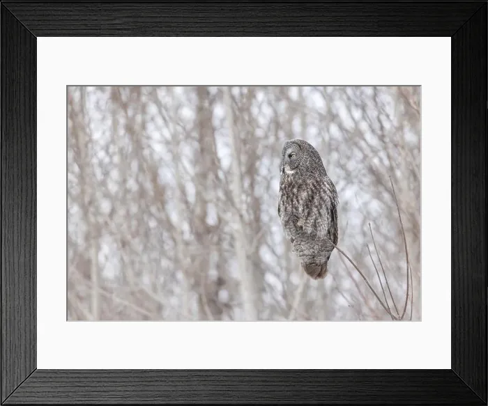 Framed Print : The great grey owl (Strix nebulosa) in winter Framed Print : The great grey owl (Strix nebulosa) in winter