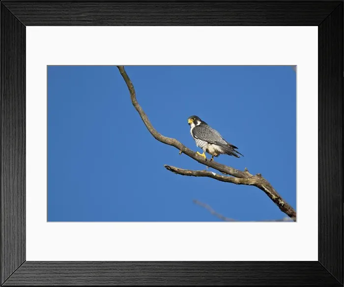 Framed Print : A peregrine falcon Falco peregrinus perches in a tree in Canada after eating a bird it caught Framed Print : A peregrine falcon Falco peregrinus perches in a tree in Canada after eating a bird it caught