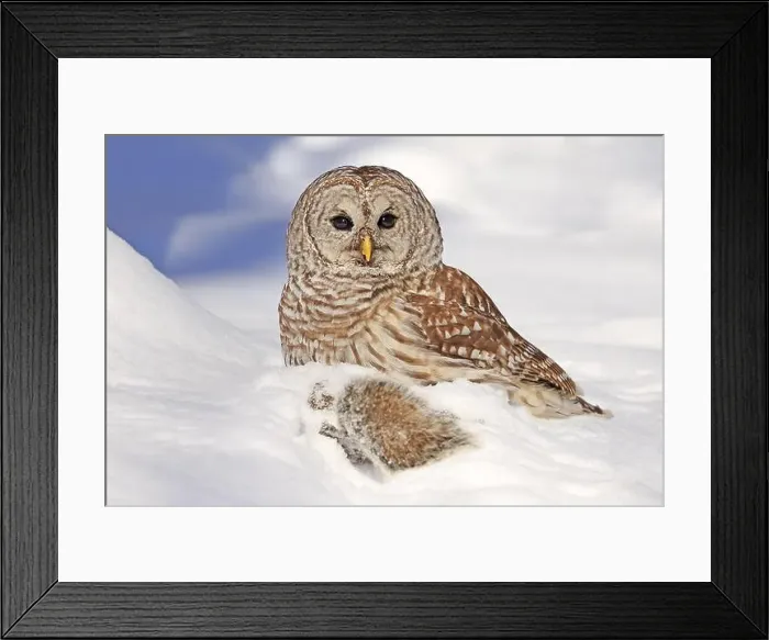 Framed Print : Barred owl with its prey in the snow, Quebec, Canada Framed Print : Barred owl with its prey in the snow, Quebec, Canada