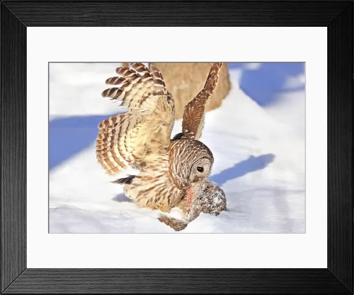 Framed Print : Barred owl with its prey in the snow, Quebec, Canada Framed Print : Barred owl with its prey in the snow, Quebec, Canada