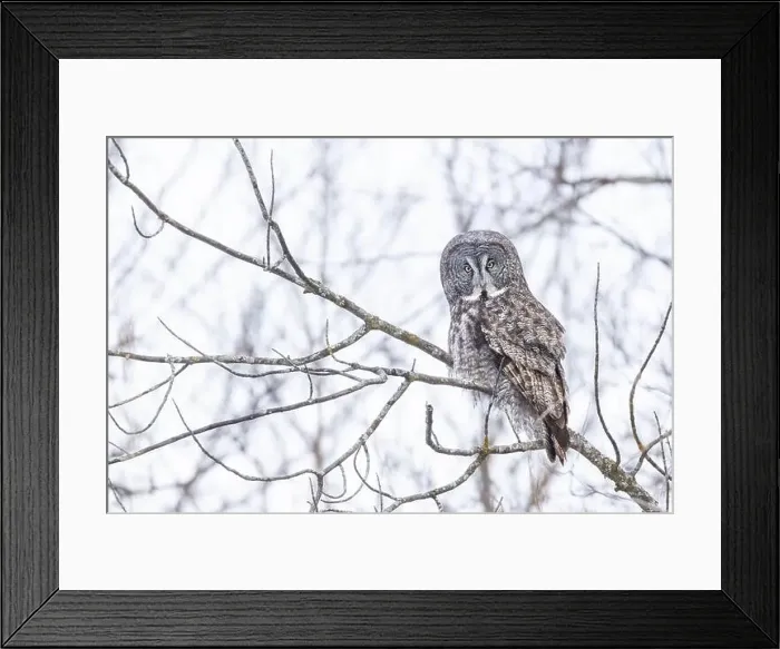 Framed Print : The great grey owl (Strix nebulosa) in winter Framed Print : The great grey owl (Strix nebulosa) in winter