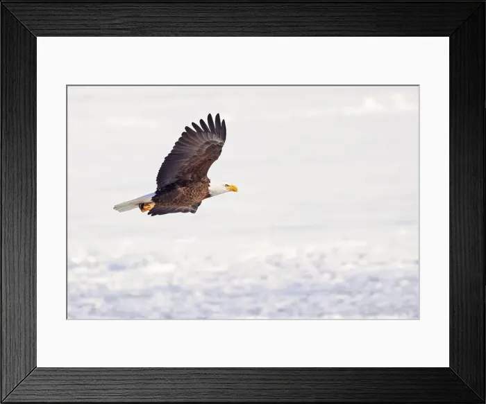 Framed Print : Bald eagle in flight over the frozen Ontario Lake, Canada Framed Print : Bald eagle in flight over the frozen Ontario Lake, Canada