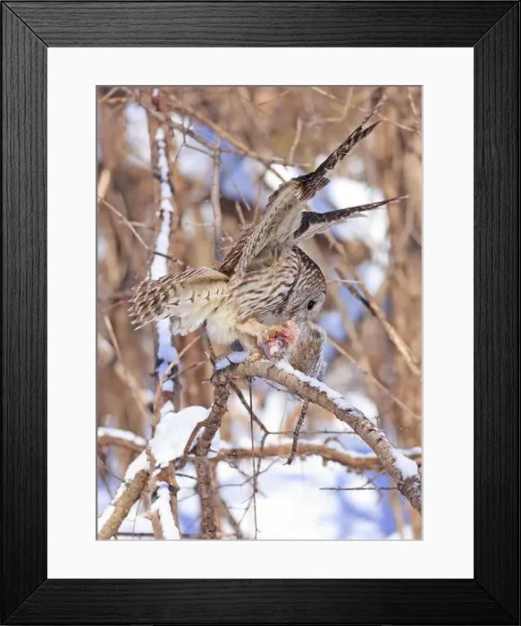 Framed Print : Barred owl sitting on a branch tree with its prey, Quebec, Canada Framed Print : Barred owl sitting on a branch tree with its prey, Quebec, Canada