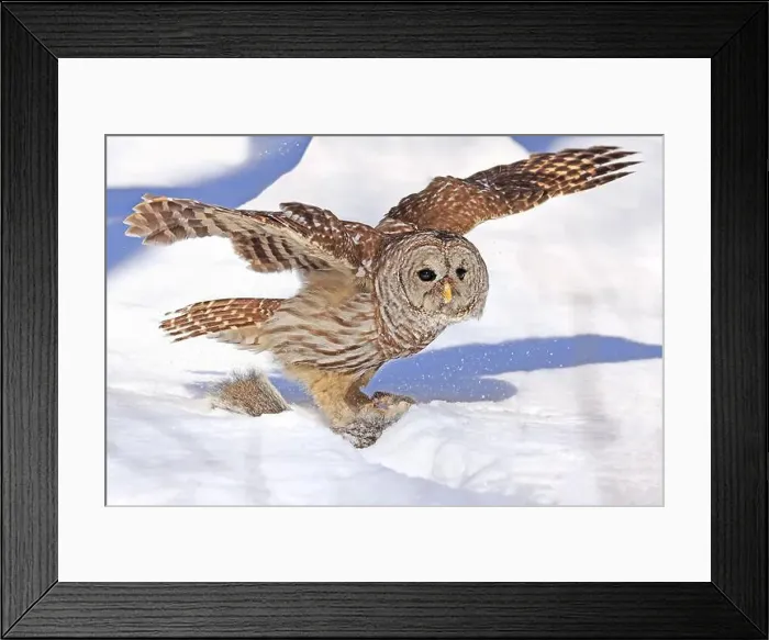 Framed Print : Barred owl with its prey in the snow, Quebec, Canada Framed Print : Barred owl with its prey in the snow, Quebec, Canada