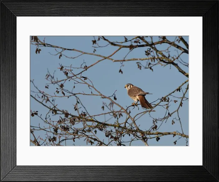 Framed Print : An american kestrel Falco sparverius pearches on a branch eating a frog it caught