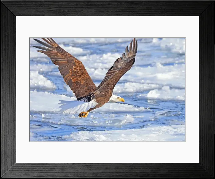 Framed Print : Bald eagle in flight over the frozen Ontario Lake, Canada Framed Print : Bald eagle in flight over the frozen Ontario Lake, Canada
