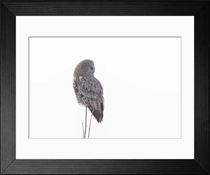 Framed Print : The great grey owl (Strix nebulosa) in winter Framed Print : The great grey owl (Strix nebulosa) in winter