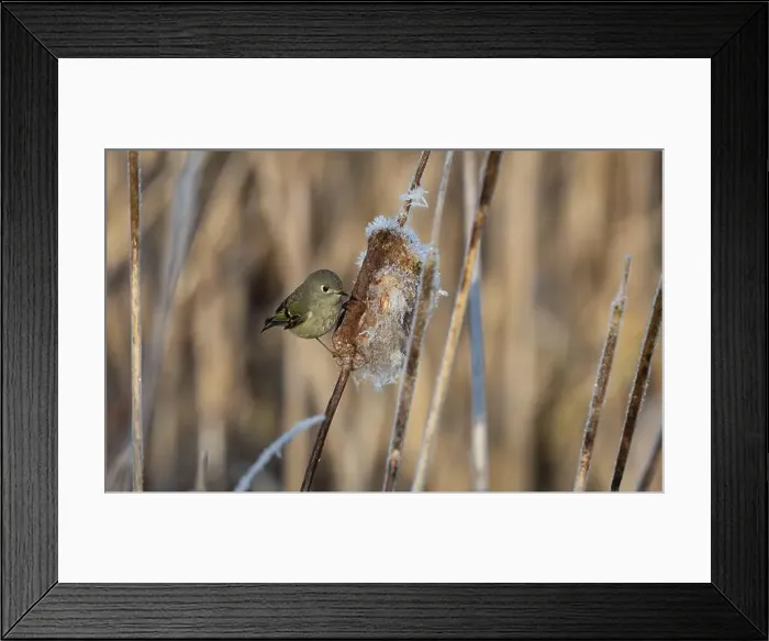 Framed Print : A ruby crowned kinglet Regulus calendula flies among cattails in a north american marsh looking for food Framed Print : A ruby crowned kinglet Regulus calendula flies among cattails in a north american marsh looking for food