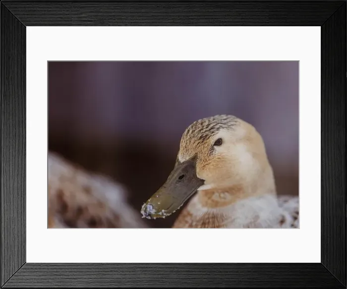 Framed Print : Close-up of a harlequin duck (Histrionicus histrionicus) with snow on its beak, Canada Framed Print : Close-up of a harlequin duck (Histrionicus histrionicus) with snow on its beak, Canada