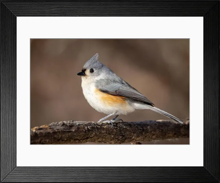 Framed Print : up close a male tufted titmouse resting on a branch Framed Print : up close a male tufted titmouse resting on a branch