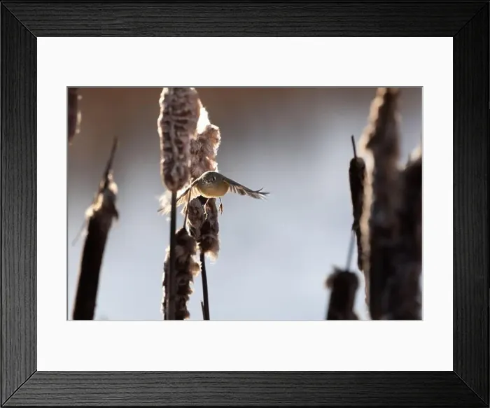 Framed Print : A ruby crowned kinglet Regulus calendula flies among cattails in a north american marsh looking for food Framed Print : A ruby crowned kinglet Regulus calendula flies among cattails in a north american marsh looking for food