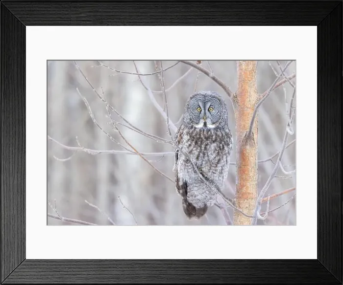 Framed Print : The great grey owl (Strix nebulosa) in winter Framed Print : The great grey owl (Strix nebulosa) in winter