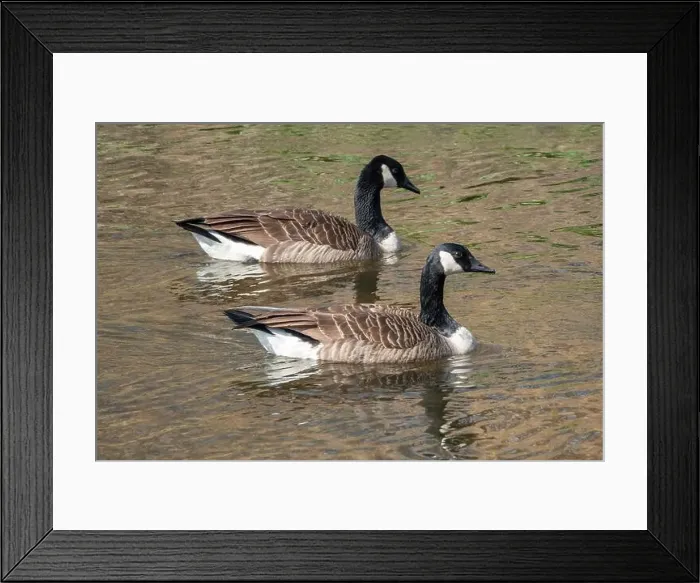 Framed Print : A pair of Canada geese swimming in bright sunshine Framed Print : A pair of Canada geese swimming in bright sunshine