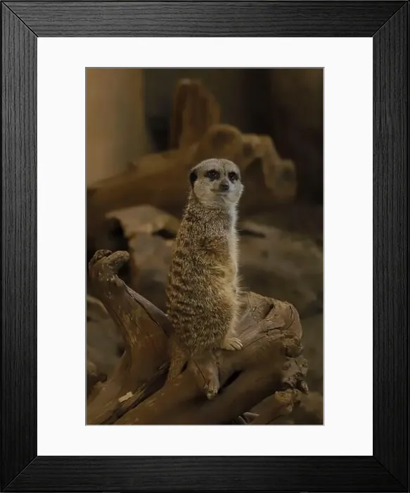 Framed Print : Here's a picture of a meerkat from the Calgary Zoo Framed Print : Here's a picture of a meerkat from the Calgary Zoo