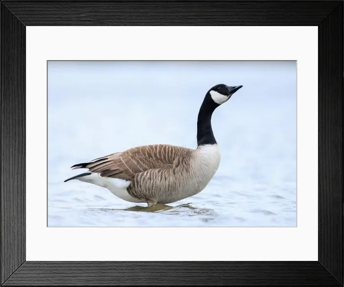 Framed Print : Canadian goose, Branta canadensis, cleaning, preening and splashing in the water, cleaning his feathers and plumage Framed Print : Canadian goose, Branta canadensis, cleaning, preening and splashing in the water, cleaning his feathers and plumage