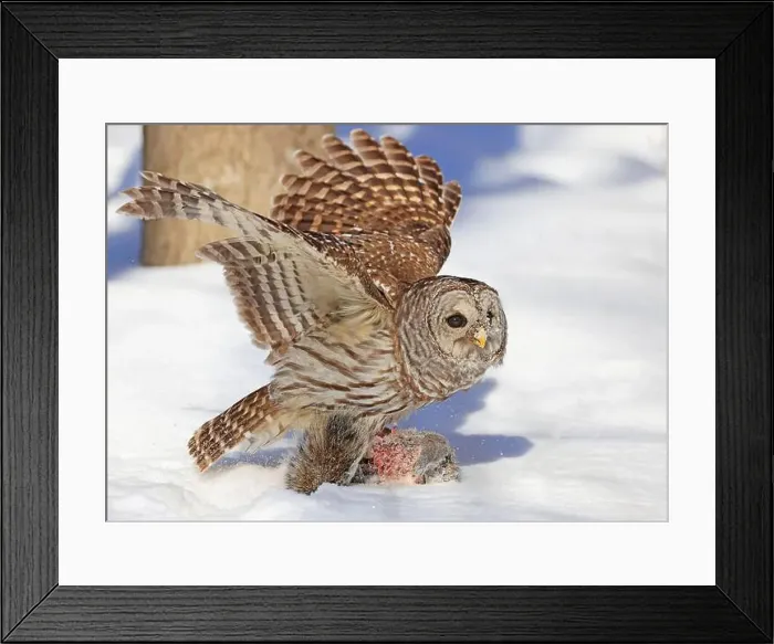Framed Print : Barred owl with its prey in the snow, Quebec, Canada